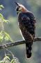 Trinidad2005 - 065 * Ornate Hawk-Eagle.